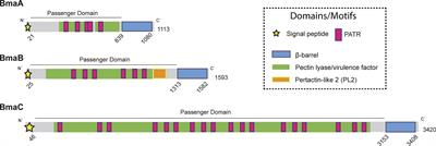 Adhesive Functions or Pseudogenization of Type Va Autotransporters in Brucella Species